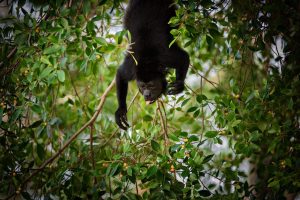 Monkeys_Costa_Rica